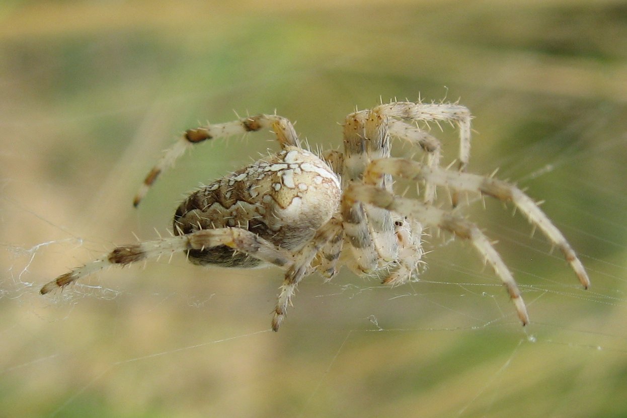 Araneus pallidus?